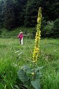 25 Pediculare di Barrelier (Pedicularis adcsendens)